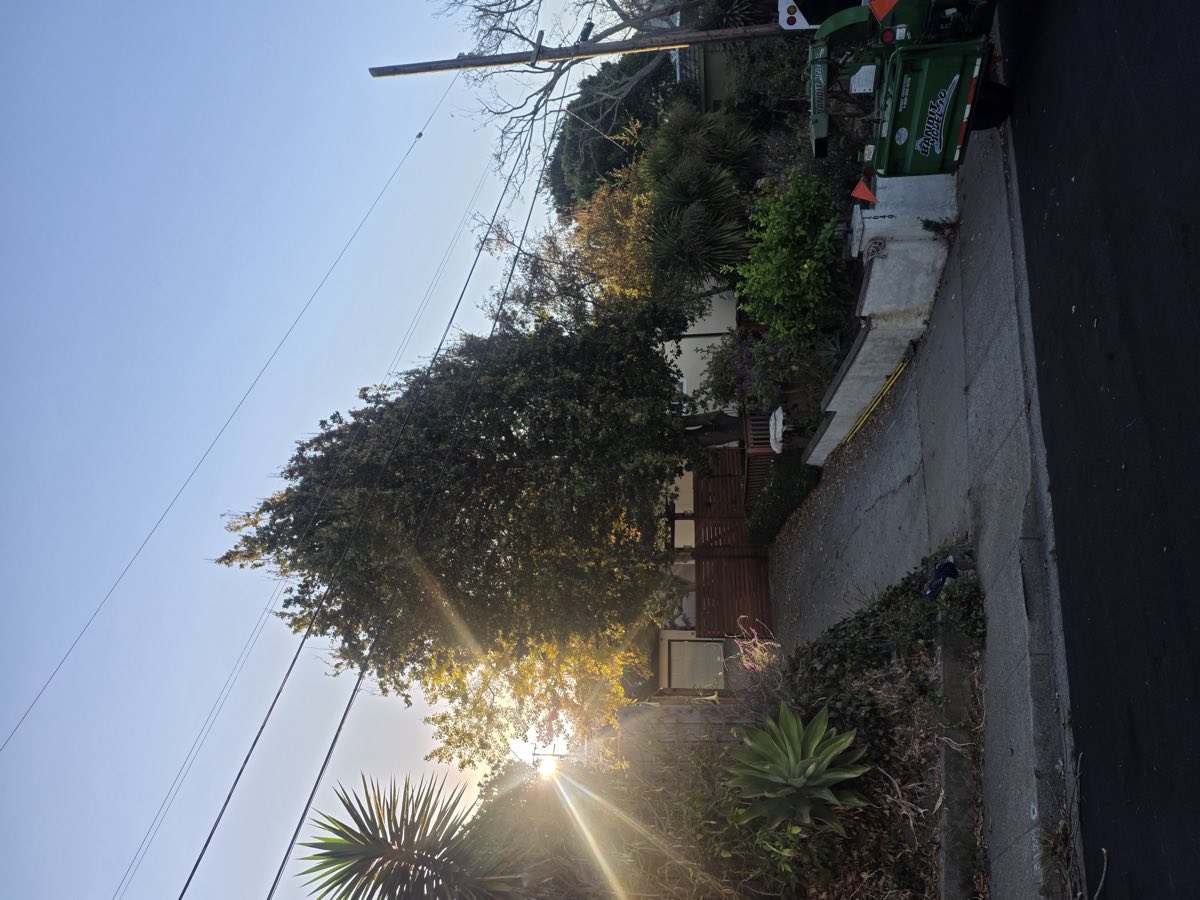 Before: overgrown oak in a front yard growing into the power lines