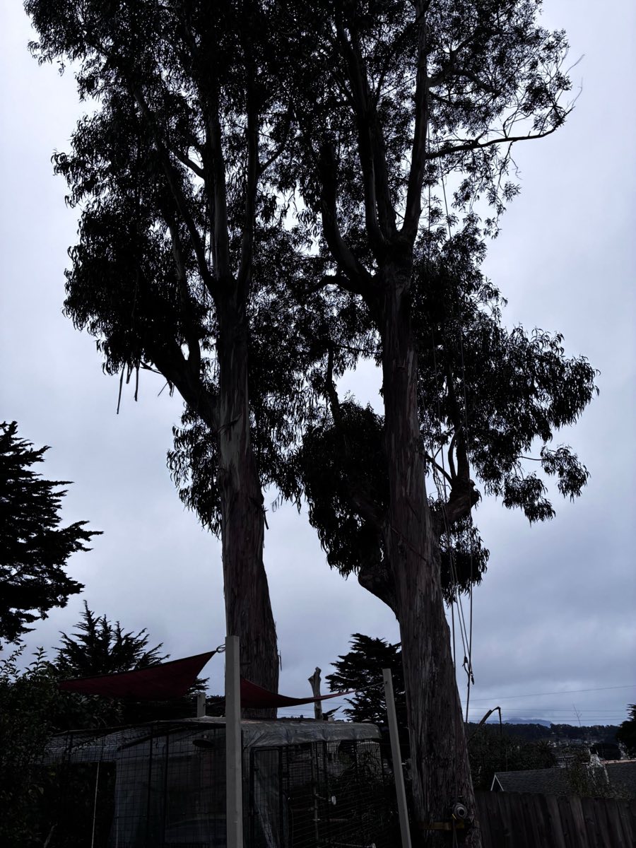 Two tall eucalyptus trees