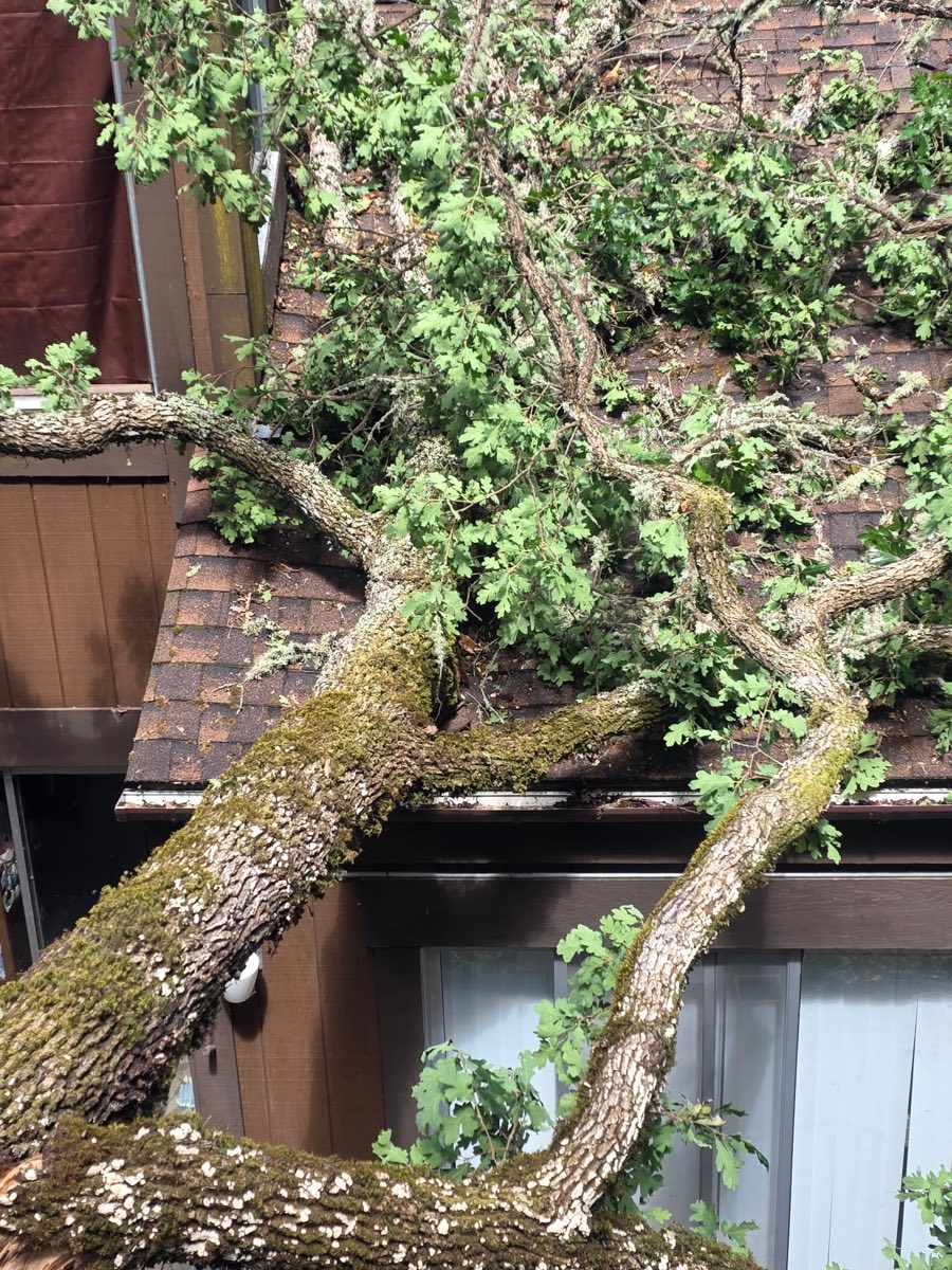Fallen oak limbs resting on a house roof
