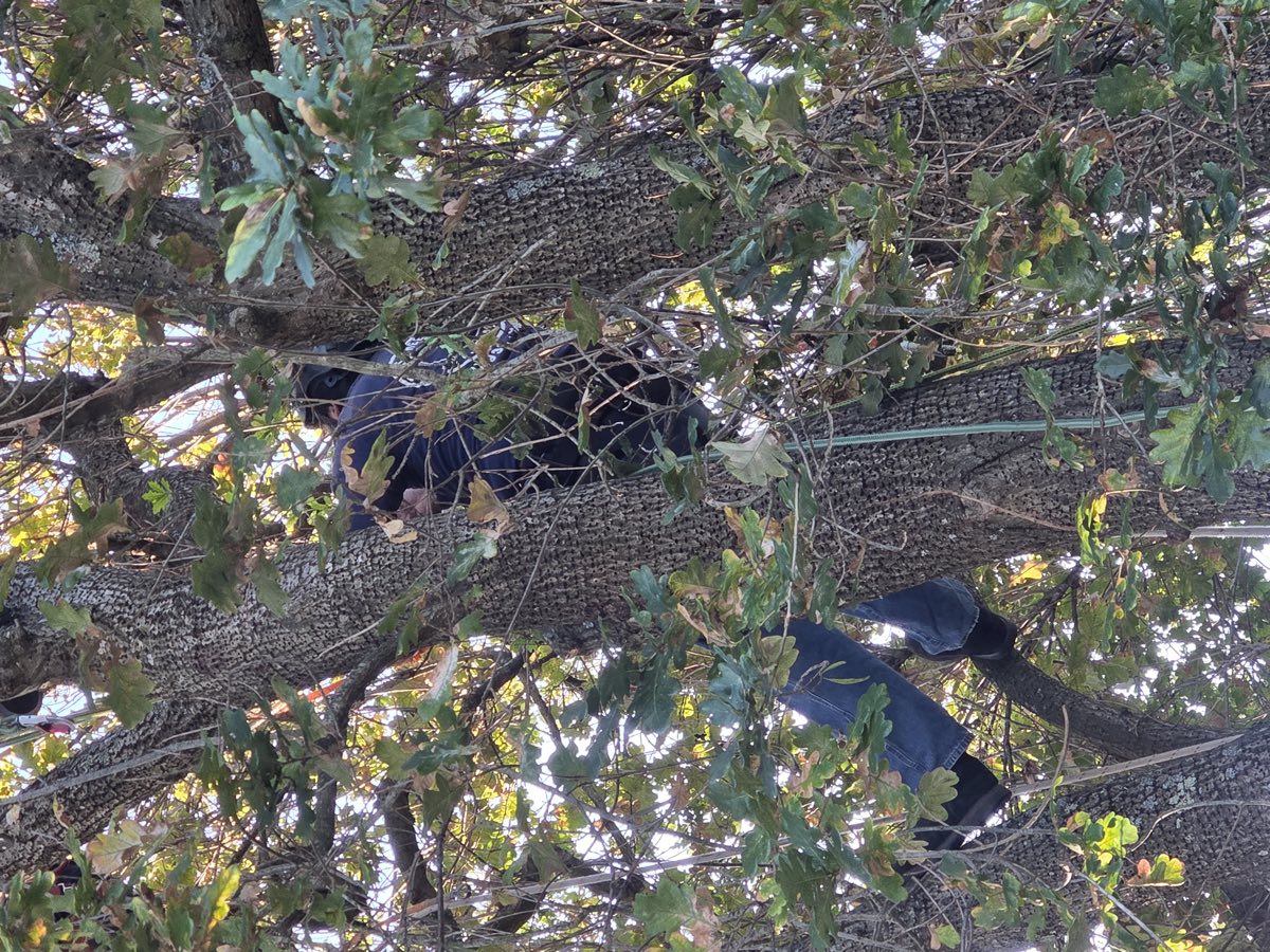 Climber working high in an oak canopy