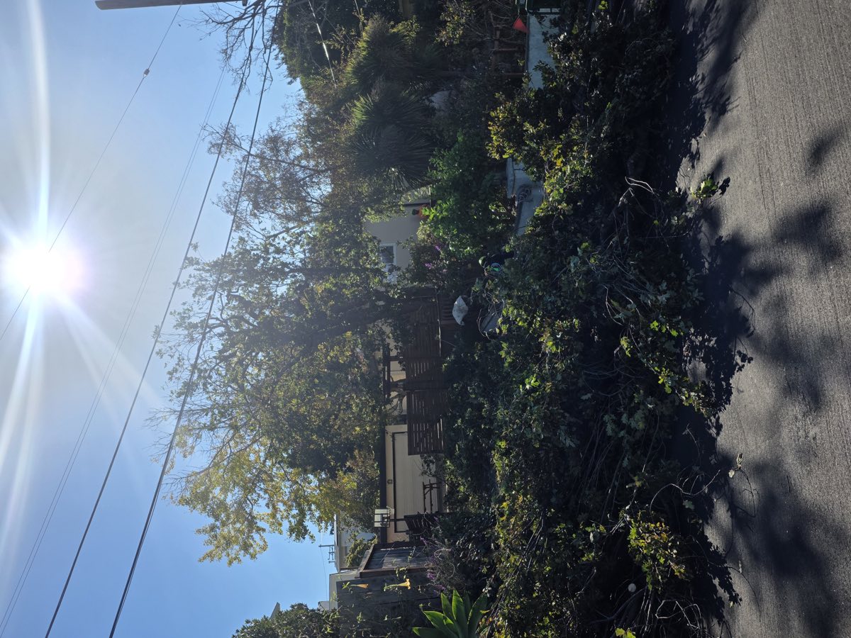 After: oak thinned and cleared away from the power lines