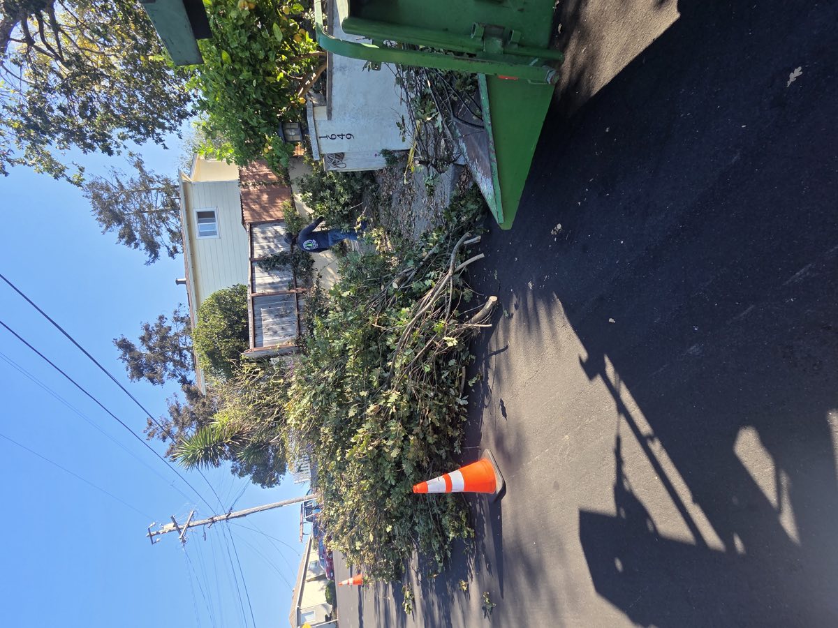 Cut branches stacked at the curb next to the chipper