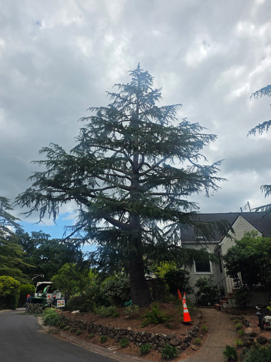 Before: large cedar ahead of a crown thinning