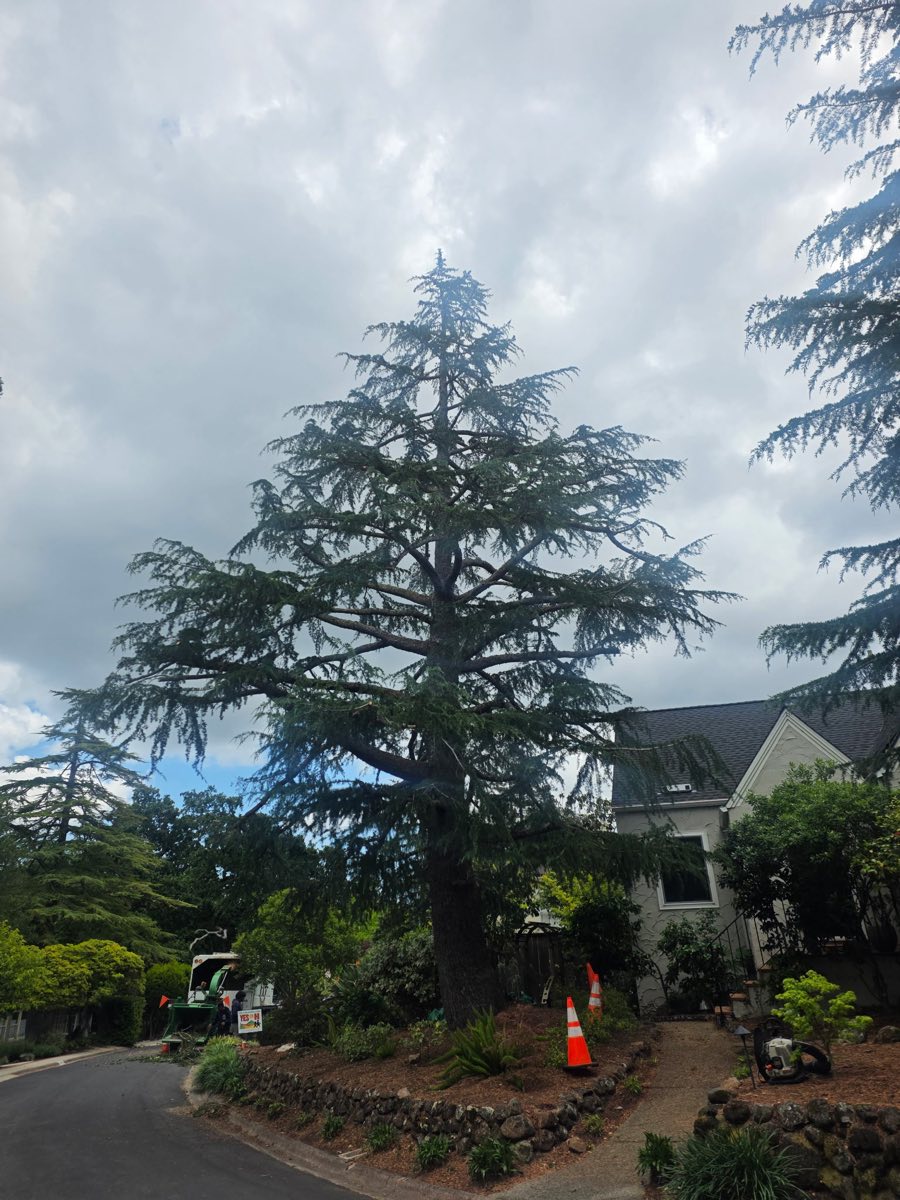 After: cedar thinned out with an open, balanced crown