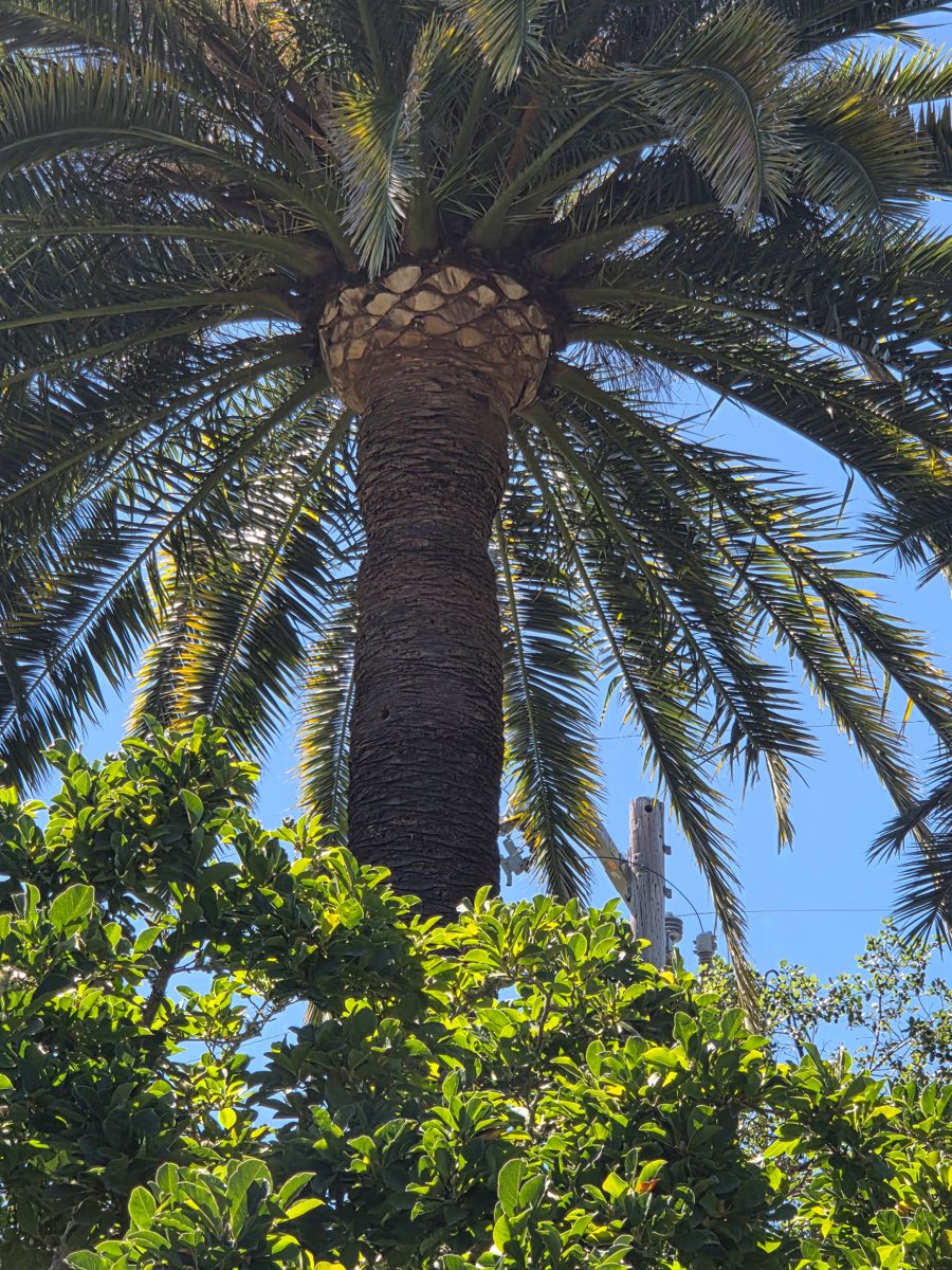 Palm with its dead fronds trimmed away