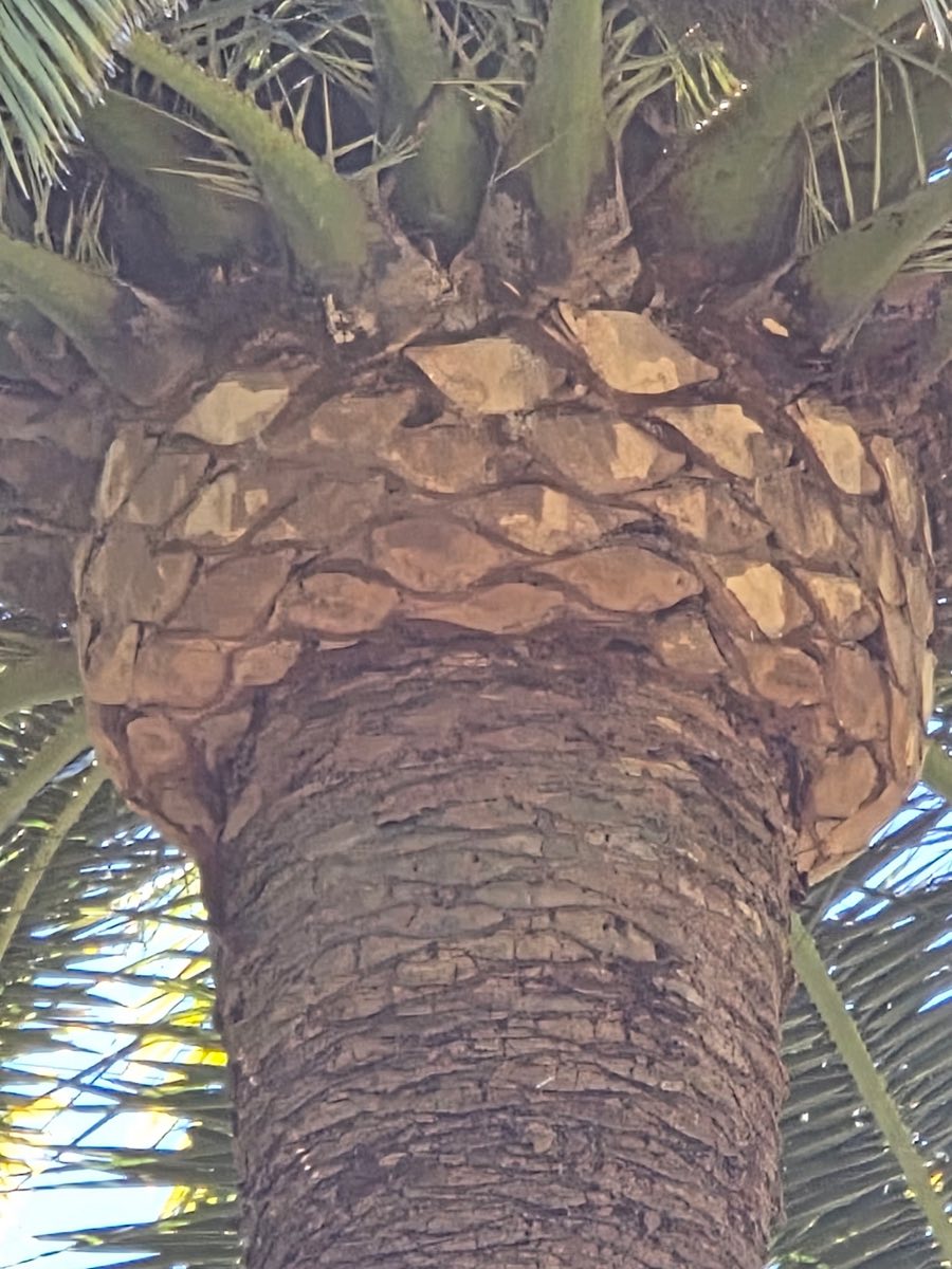 Close-up of a freshly cleaned palm trunk