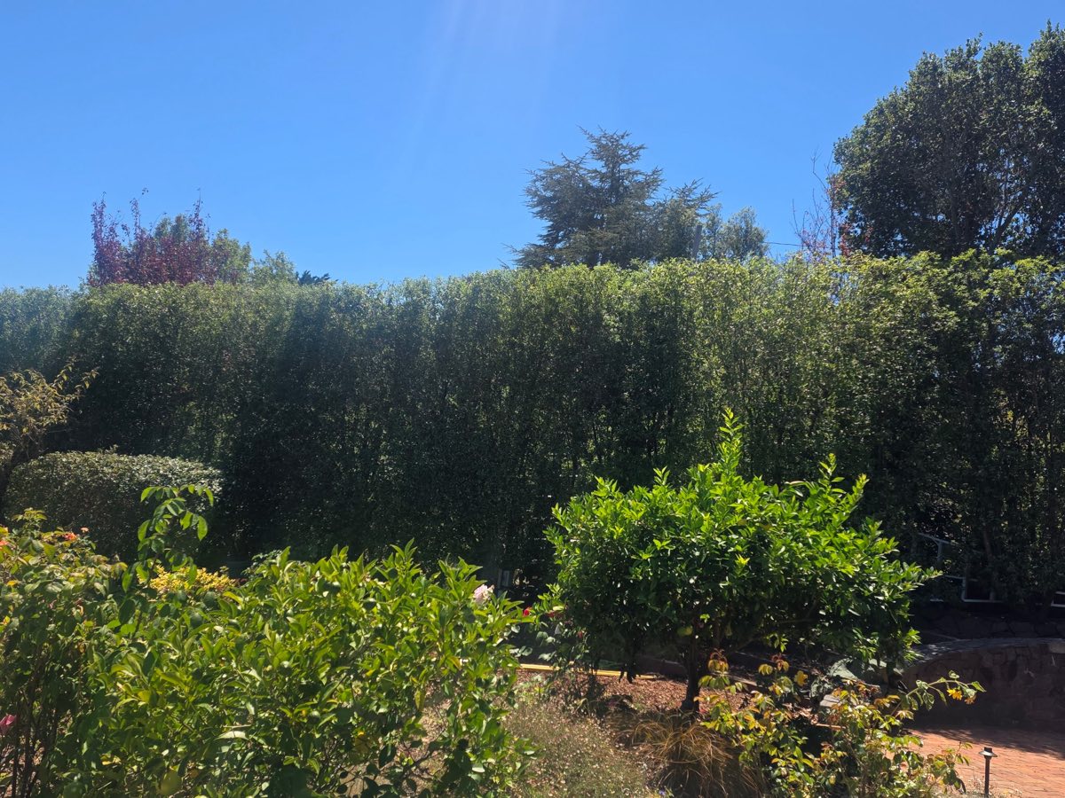 Tall privacy hedge trimmed to a clean, even line